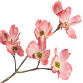 Dogwood Blossom